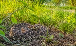 Un hombre sufrió una mordedura de una serpiente de cascabel massasauga oriental en Metro Detroit, la única especia venenosa de Michigan.