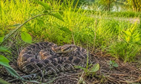 Un hombre sufrió una mordedura de una serpiente de cascabel massasauga oriental en Metro Detroit, la única especia venenosa de Michigan.