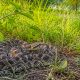 Un hombre sufrió una mordedura de una serpiente de cascabel massasauga oriental en Metro Detroit, la única especia venenosa de Michigan.