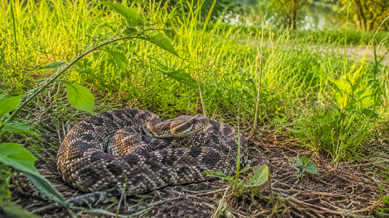 Un hombre sufrió una mordedura de una serpiente de cascabel massasauga oriental en Metro Detroit, la única especia venenosa de Michigan.