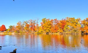 Metro Detroit se acerca a su punto máximo de colores de otoño de 2026.